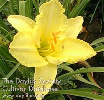 Daylily Going Places